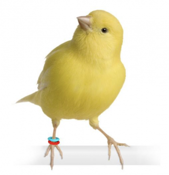 Ετήσιοι Δακτύλιοι & Είδη Ταυτοποίησης