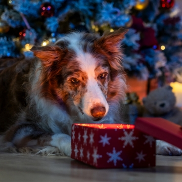 Xmas 2025