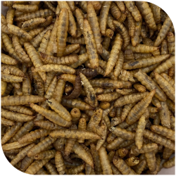 BLATTNER-HERMETIA larvae dried, 1kg