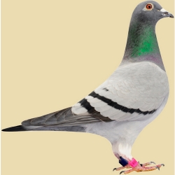 NOBBY: SET: Pigeon Ring 10,0mm