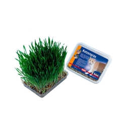NOBBY: Cat Grass