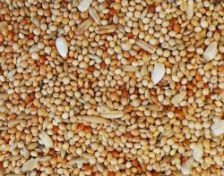 HOEBREGTS-Budgie Mix, CLASSIC, 20kg