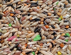 GREEN & BLUE-Canary mix, DAILY Vita, 20kg