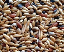 HOEBREGTS-Canary Mix, SUPREME perilla, 20kg
