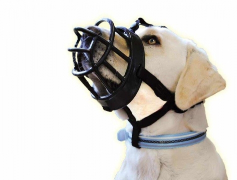 Φίμωτρα & Ασφάλεια