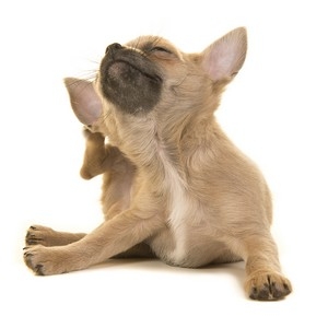 Απολύμανση & Αποπαρασίτωση