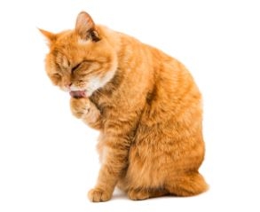 Περιποίηση