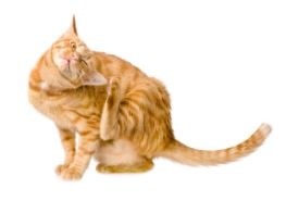 Αποπαρασίτωση