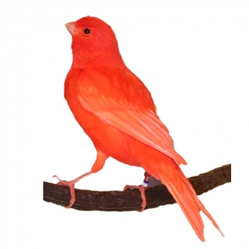 Χρωστικές πτερώματος