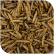 BLATTNER-HERMETIA larvae dried, 1kg