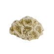 NOBBY: Aqua Ornaments CORAL