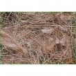 SISAL-Nest Material-Animale-Vegetale