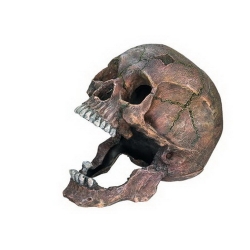 NOBBY: Aqua Ornament, SCULL