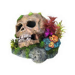 NOBBY: Aqua Ornament, SCULL with Plants