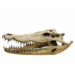 NOBBY: Aqua Ornament, CROCODILE SCULL