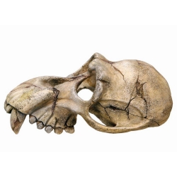 NOBBY: Aqua Ornament, Monkey SKULL