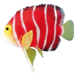 NOBBY: Aqua Ornament, Fantasy Decor ANGELFISH