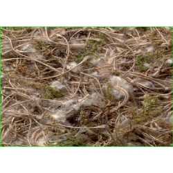 SISAL-Nest Material-Cott-Moss-Sisal