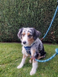 NOBBY: TRAINING Leash SPORTY Red