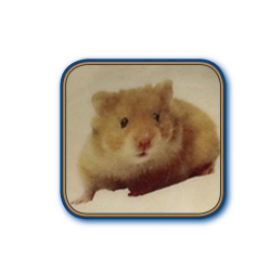 NOBBY: CERAMIC Dish, HAMSTER Blue