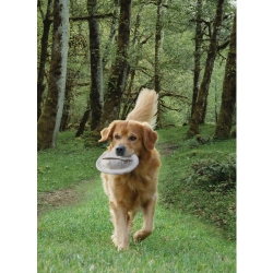 NOBBY: TRAINING FLYBEE