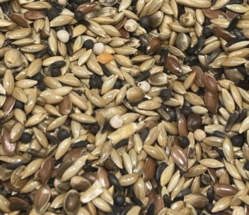 SUPREME: EXCELLENT Posture Canary, RENE ALSSEMA, 20kg