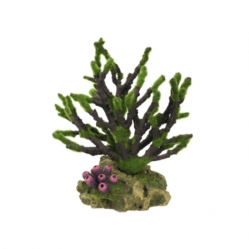 NOBBY: Aqua Ornament, CORAL, w/ moss