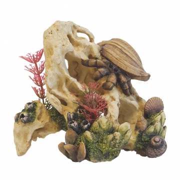 NOBBY: Aqua Ornaments SHELL ON STONE