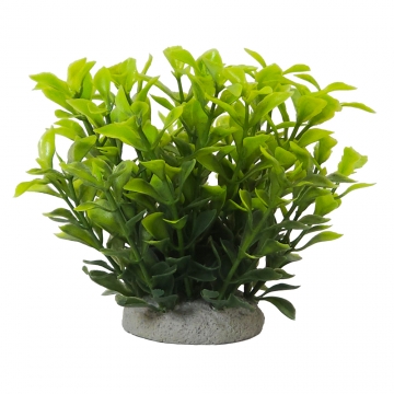 NOBBY: Aqua Ornaments LUDWIGIA GREEN