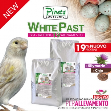 PINETA-WHITE past CRIA, 9kg