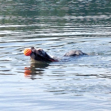 NOBBY: TPR Ball Wafer with elastic handle