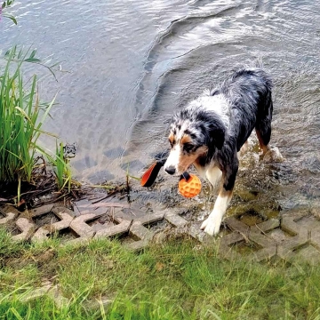 NOBBY: TPR Ball Wafer with elastic handle