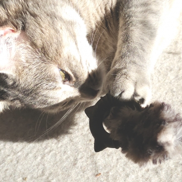 NOBBY: Toy with CATNIP Ring