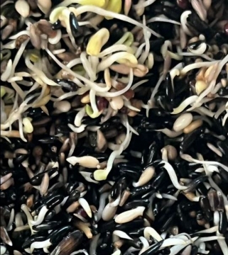 BLATTNER-Germination Mix for MOSAIC CANARIES, 5kg