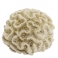 NOBBY: Aqua Ornaments CORAL
