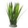 NOBBY: Aqua Ornaments VALLISNERIA