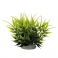 NOBBY: Aqua Ornaments BAMBOO