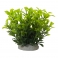 NOBBY: Aqua Ornaments LUDWIGIA GREEN