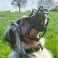 NOBBY: Muzzle Comfort & Safety