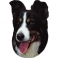 NOBBY-Sticker Border Collie