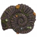 NOBBY: Aqua Ornaments AMMONITE FOSSIL