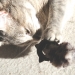 NOBBY: Toy with CATNIP Ring