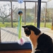 NOBBY-Cat Toy Ventosa με Catnip