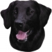 NOBBY-Sticker Flat Coated Retriever
