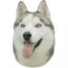 NOBBY-Sticker Husky